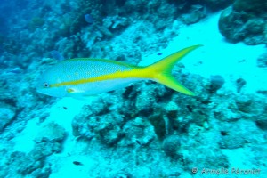 Malendure - îlet Pigeon